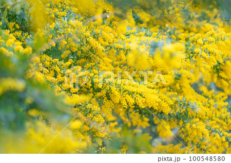 ミモザ・春の花 イメージ 100548580