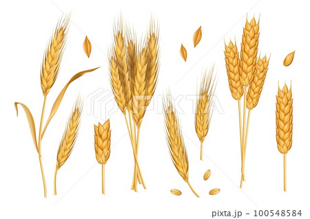 Wheat ears. Whole spike 3d grains. Gold autumn straw, spikelet, rye stem and sheaf, organic harvest. Agriculture farm elements for emblem, bread packaging, decorative objects. Vector realistic set Wheat ears. Whole spike 3d grains. Gold autumn straw, spikelet, rye stem and sheaf, organic harvest. Agriculture farm elements for emblem, bread packaging, decorative objects. Vector realistic set 100548584