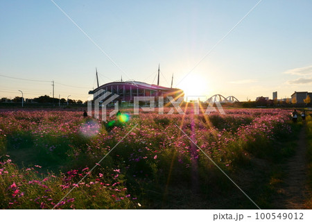 夕方の豊田スタジアムとコスモス畑 夕方の豊田スタジアムとコスモス畑 100549012