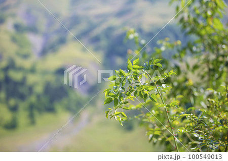 Branches of a summer bush with leaves on a blurred background of mountains. Branches of a summer bush with leaves on a blurred background of mountains. 100549013