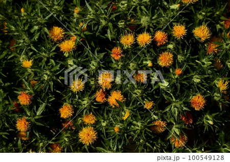 紅花畑 紅花畑 100549128