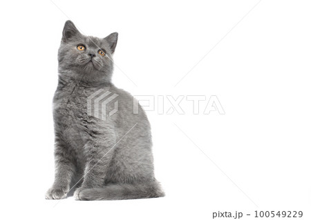Cute tiny kitten sits in front view and looks at camera. isolated on white background Cute tiny kitten sits in front view and looks at camera. isolated on white background 100549229