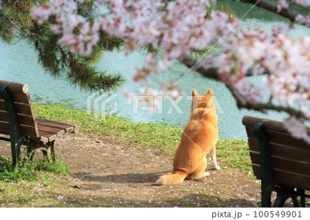 お花見中の柴犬 100549901
