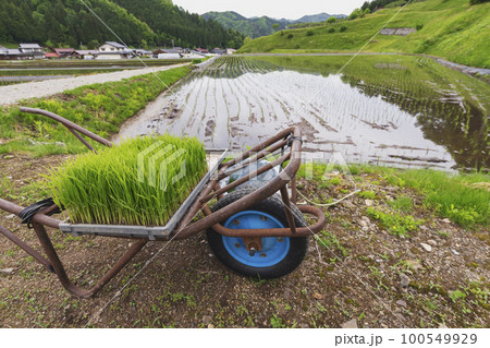 220515瓜巣s016 220515瓜巣s016 100549929