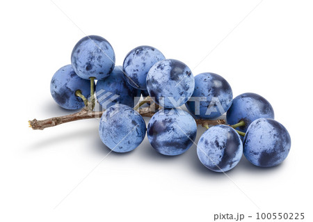 Fresh blackthorn berries with twig, prunus spinosa isolated on white background with full depth of field 100550225