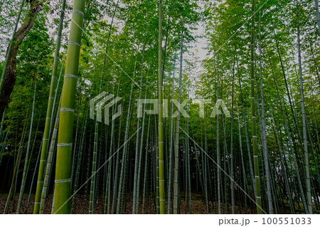 早春の竹林 100551033