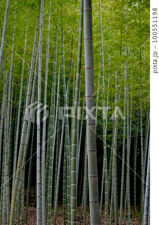 早春の竹林 100551198