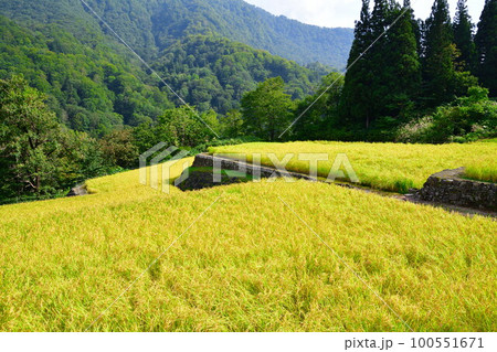 結東の石垣田(新潟県) 結東の石垣田(新潟県) 100551671