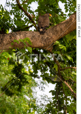 Crested Serpent Eagle or Spilornis cheela bird of prey closeup perched on tree with eye contact in safari at chuka ecotourism spot or pilibhit national park tiger reserve uttar pradesh india asia 100553992