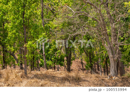 wild male bengal tiger or panthera tigris habitat resting under shades of sal trees in extremely hot day in summer season safari at bandhavgarh national park tiger reserve forest madhya pradesh india 100553994