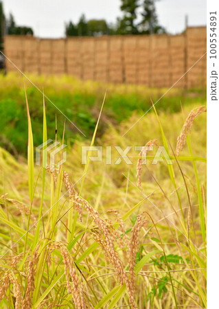 高柳の田園風景とはさ掛け(新潟県) 高柳の田園風景とはさ掛け(新潟県) 100554891