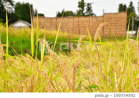 高柳の田園風景とはさ掛け（新潟県） 100554892