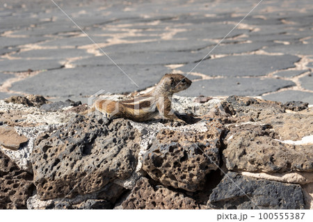 Chipmunk eating peanut, Fuerteventura Chipmunk eating peanut, Fuerteventura 100555387
