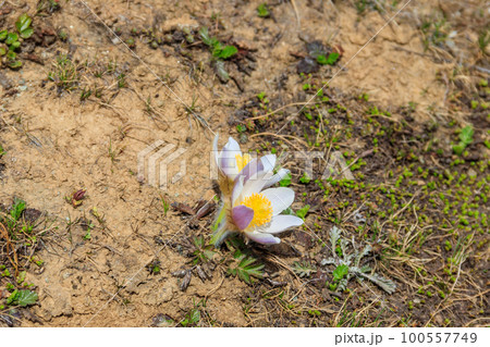 Eastern pasqueflower (Pulsatilla patens), also known as prairie crocus, cutleaf anemone, rock lily 100557749