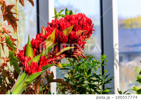 Beautiful blooming giant spear lily (Doryanthes palmeri) in greenhouse Beautiful blooming giant spear lily (Doryanthes palmeri) in greenhouse 100557774
