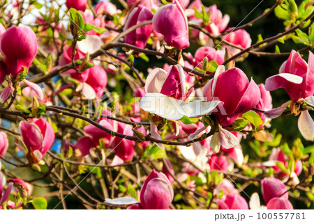 Beautiful blooming pink magnolia tree in park Beautiful blooming pink magnolia tree in park 100557781