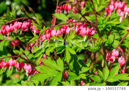 Bleeding Heart flowers (Lamprocapnos spectabilis or Dicentra Spectabilis) in garden at spring Bleeding Heart flowers (Lamprocapnos spectabilis or Dicentra Spectabilis) in garden at spring 100557789