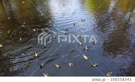 Water of lake with swimming ducks in park with trees with yellow falling leaves on sunny autumn day. Autumn scenery. Natural background. Many feathered birds ducks. Landscape park. Water of lake with swimming ducks in park with trees with yellow falling leaves on sunny autumn day. Autumn scenery. Natural background. Many feathered birds ducks. Landscape park. 100558343