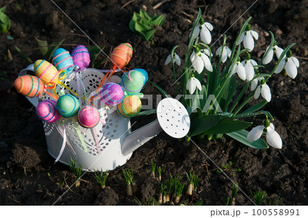 Snowdrops and decorative Easter eggs in white watering can. 100558991