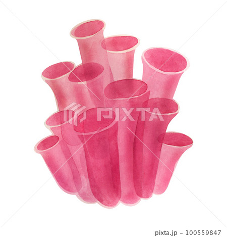Coral. Bright pink Red Sea coral hand drawn in watercolor and isolated on a white background. Suitable for printing on paper, for design, creativity and scrapbooking 100559847