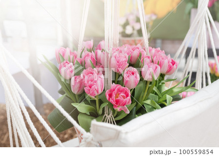 Bouquet of pink tulips in white hammock 100559854