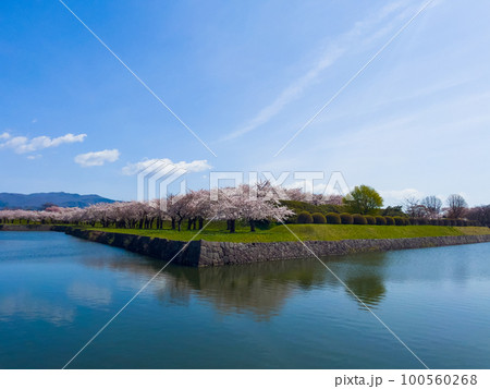 桜満開の五稜郭公園 桜満開の五稜郭公園 100560268