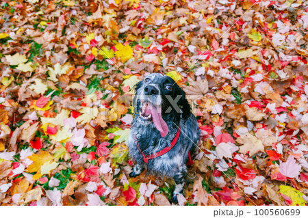 Black and white english setter on autumn colorful leaves in the park. Black and white english setter on autumn colorful leaves in the park. 100560699