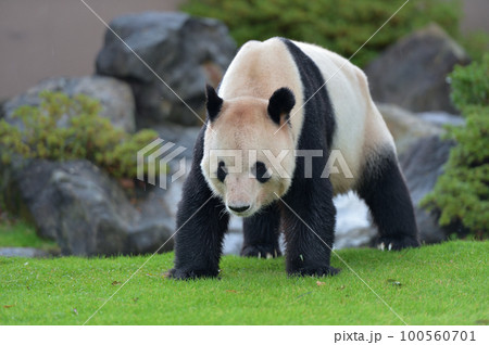 お散歩中の永明 100560701