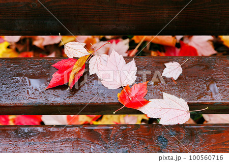 Red leaves on the bench after the rain as a background. Red leaves on the bench after the rain as a background. 100560716