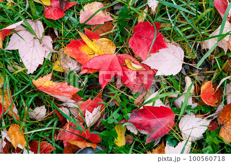 Red leaves on the green grass texture in the park. Autumn fall colorful foliage background. Red leaves on the green grass texture in the park. Autumn fall colorful foliage background. 100560718