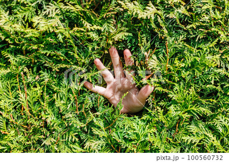 Palm of hand sticking out of thuja green wall 100560732