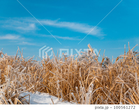 Reed aquatic plant in hoarfrost in winter against the blue sky. 100561272