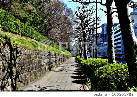 東京　赤坂御用地付近青山通りのプラタナスの並木道 100561783