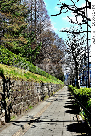 東京　赤坂御用地付近青山通りのプラタナスの並木道 100561784