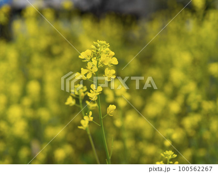 河川敷に咲く菜の花 100562267