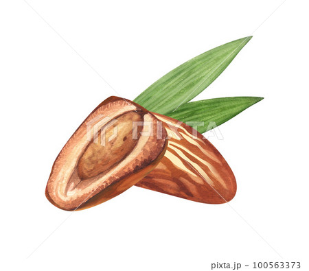 Watercolor dry palm dates fruit. Hand-drawn illustration isolated on white background. Perfect for islamic celebration day ramadan kareem, eid al fitr adha, arabesque design. 100563373