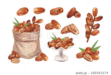 Watercolor set dry palm dates fruit. Hand-drawn illustration isolated on white background. Perfect for islamic celebration day ramadan kareem, eid al fitr adha, arabesque design. 100563374