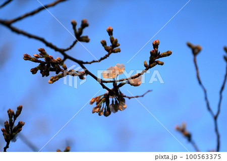 開花した桜　イメージ 100563375