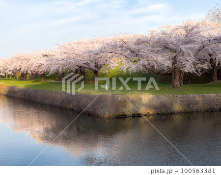 満開の桜とサギが佇む五稜郭公園 満開の桜とサギが佇む五稜郭公園 100563381