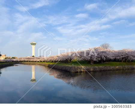 桜満開の五稜郭公園 桜満開の五稜郭公園 100563383