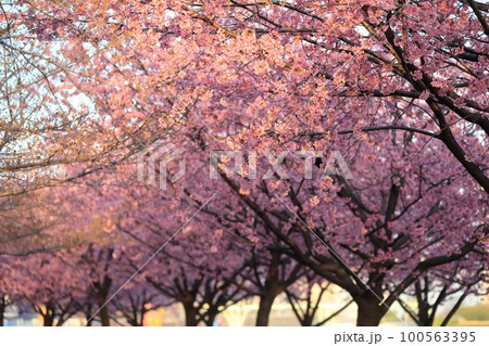 大寒桜(汐入公園) 大寒桜(汐入公園) 100563395