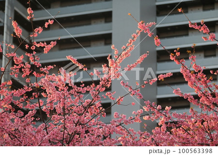 大寒桜（汐入公園） 100563398