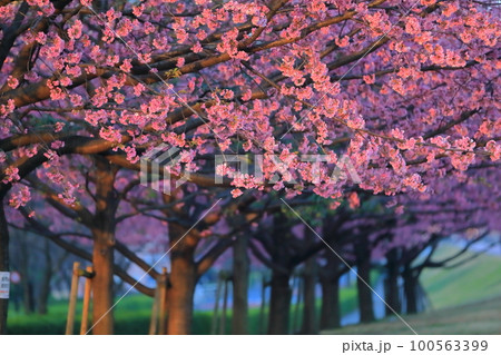 大寒桜（汐入公園） 100563399