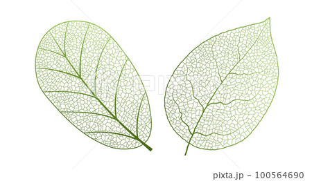 Leaf vein vector texture isolated transparent autumn black detail botanical vein leaf organic 100564690