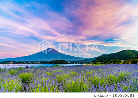 夕暮れの富士山　～河口湖大石公園・ラベンダー畑～ 100565681