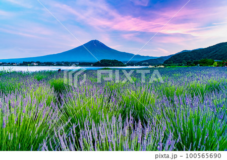 夕暮れの富士山 ~河口湖大石公園・ラベンダー畑~ 夕暮れの富士山 ~河口湖大石公園・ラベンダー畑~ 100565690
