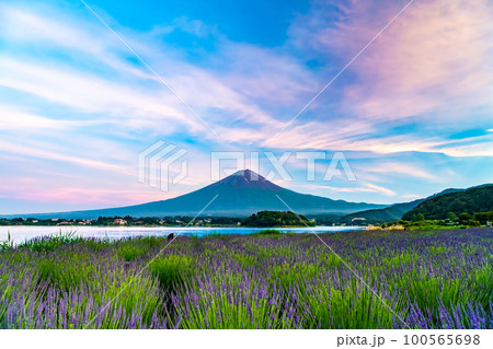夕暮れの富士山 ~河口湖大石公園・ラベンダー畑~ 夕暮れの富士山 ~河口湖大石公園・ラベンダー畑~ 100565698