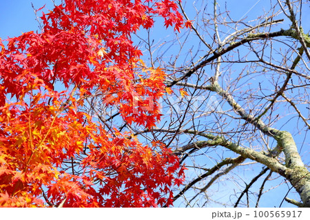 鮮やか　カエデ紅葉 100565917