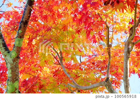 鮮やか カエデ紅葉 鮮やか カエデ紅葉 100565918
