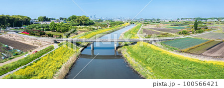 空撮「埼玉県」芝川河川敷に咲く菜の花・春 空撮「埼玉県」芝川河川敷に咲く菜の花・春 100566421